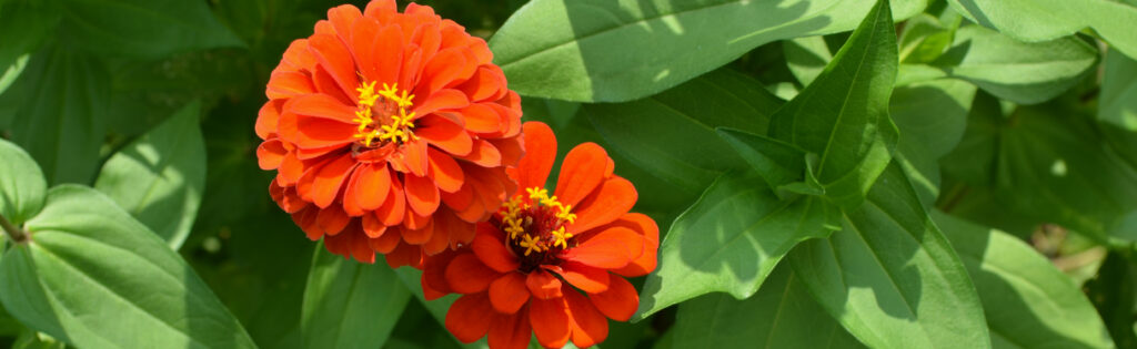Bright orange zinnia flowers against green leaves