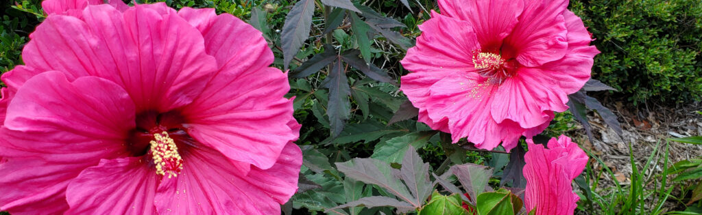 Bright pink hibiscus flowers in bloom at the National Arboretum