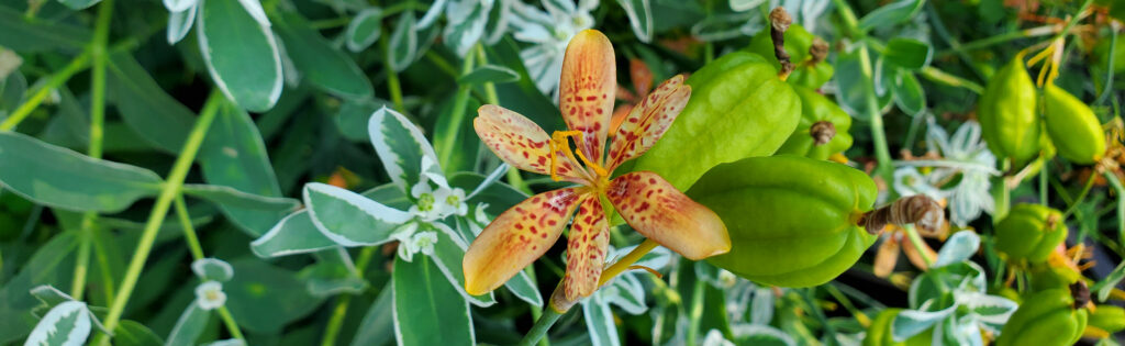 Orange spotted lily flower against green foliage at the US National Arboretum