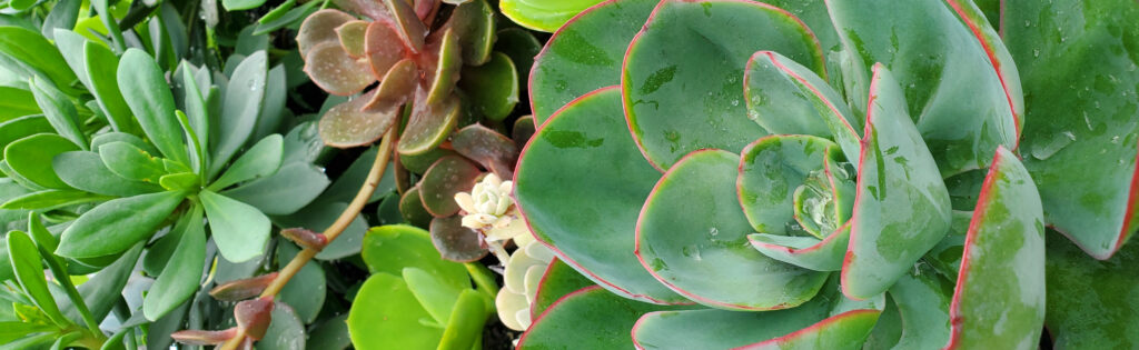 Succulents in a planter in the Introduction Garden at the US National Arboretum