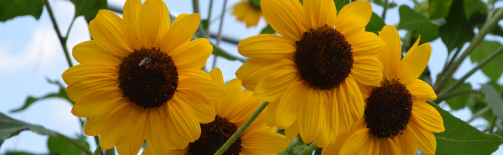 A bunch of bright yellow sunflowers at the Washington Youth Garden