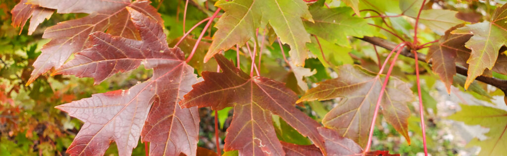 Closeup of chartreuse and burgundy maple leaves