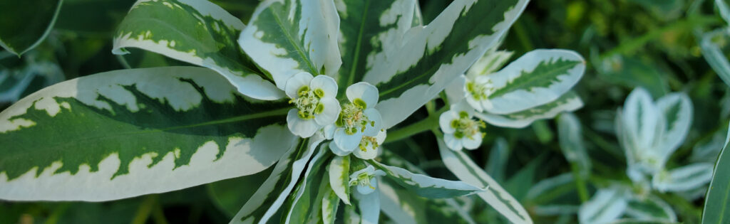 Plant with white and green variegated leaves and small white flowers