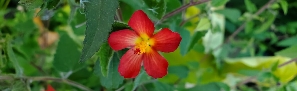 Red five-petaled flower with yellow center against green leaves