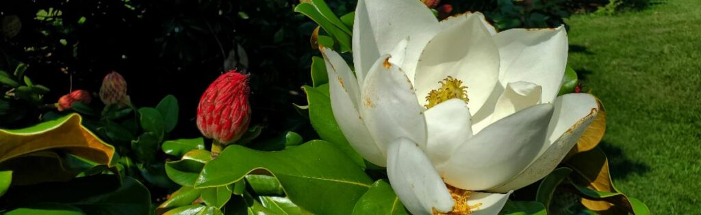 white magnolia flower with a red cone, formatted as a newsletter banner