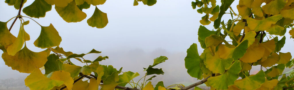Yellowing gingko leaves against a cloudy sky at the US National Arboretum