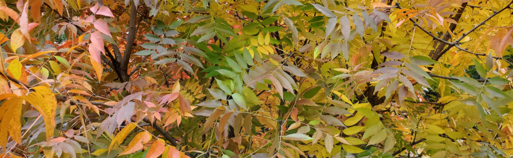 Yellow, green, and orange leaves in fall