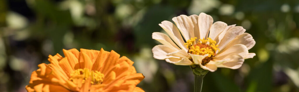 Pale peach and orange zinnia flowers against a green foliage background