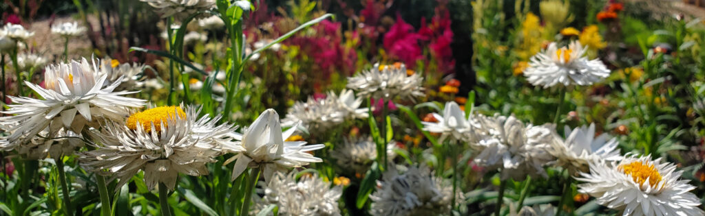 White strawflowers with other flowers and foliage in the background