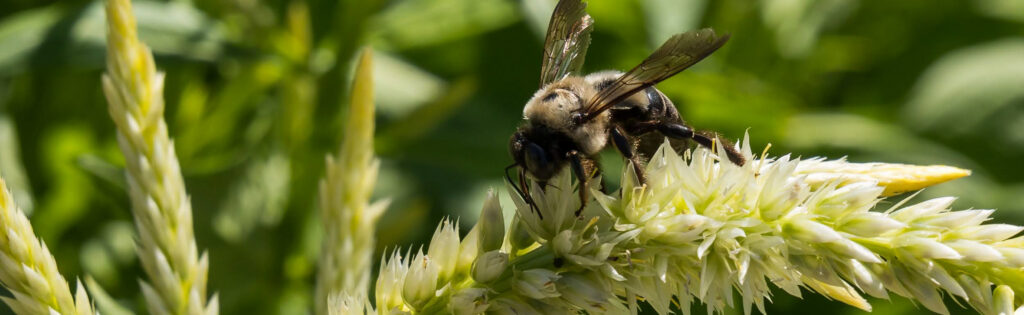 Large bumblebee perched atop a pale cream colored flower with greenery in the background